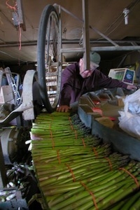 Hibbard Farm: Wallace Hibbard working with bunched asparagus