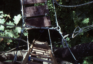 Canopy walkway 9. Entry ladder at east end tower, view toward the ground.