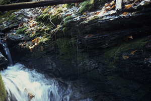 Groundwater entering South Branch of Birch Brook near gauging station.