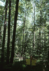 Birch Strips - White Birch Regeneration Study - White Birch Study Area. Strip Treatment Plot 4A. Portrait orientation.
