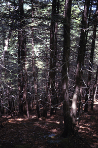 Eastern hemlock (Tsuga canadensis) grove in Moon Hollow on ridge in permanent plot 0307.
