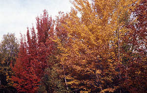 Mid-October close-up view of USFS red maple (Acer rubrum) plantation GP-01-54 showing phenological variation in leaf coloration.