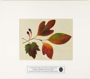 Orra White Hitchcock painting of sassafras leaves and maple leaf