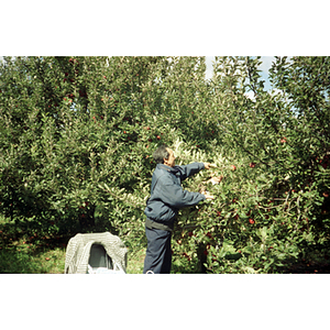 Man picking apples on a Chinese Progressive Association trip