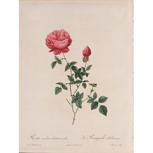 Rosa indica Autumnalis