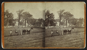 Stereograph of two men harvesting a hay field, Mt. Rural, Newburyport, Mass., undated