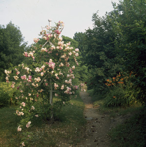 Spiral rose trellis, Rundlet-May House, Portsmouth, N.H.