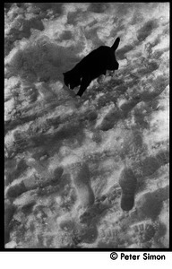 Tuxedo cat in the snow, Packer Corners commune