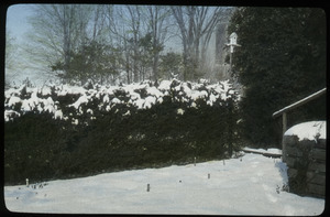 Norway spruce (as a hedge, under snow)