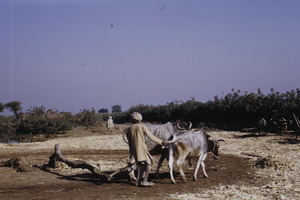 Threshing sugarcane