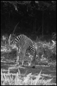 Three-month old zebra grazing at the Roger Williams Park Zoo