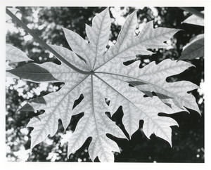 Big leaf at Audubon House