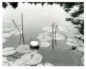 Water lily, nature center