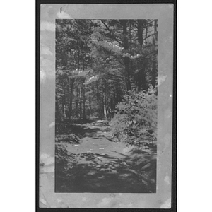 View of path through the woods at unidentified YMCA camp