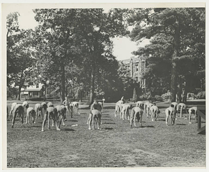 Army Air Corps Cadets Training at Springfield College (ca. July 1943)
