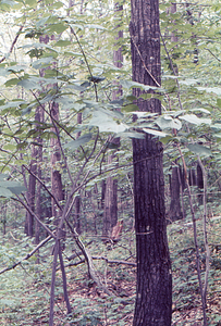 Middle-aged red oak stand in Red Oak (Quercus rubra) National Science Foundation - Undergraduate Research Participation study in the Hopkins Forest.