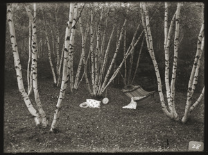 Hammock in a stand of birches, Greenwich, Mass.