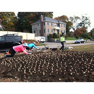 Women plant bed of daffodils