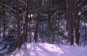 ENVI 102 - Introduction to Environmental Science - Ford Glen Brook Field Site. 3. Jay Thoman on Northwest Hill Road.