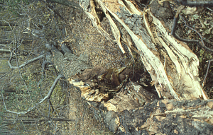 Bee-tree sugar maple (Acer saccharum) in sugarbush felled during the 4 October 1987 snowstorm.