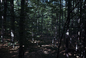 HMF Phenology #13 - 25 June 1972.