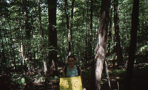 Birch Strips - White Birch Regeneration Study - White Birch Study Area. Strip Treatment Plot 2.5C. Landscape orientation.