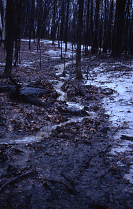 Intermittent stream near plot 1038.