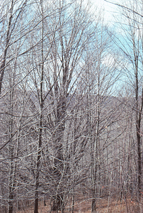 Large sugar maple just west of the entrance to the Moon Lot - Primmer Farm.