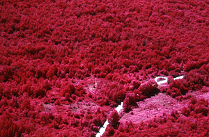 Aerial false-color IR image of Carriage Road Trail northwestern intersection with northern section of Northwest Hill Road.