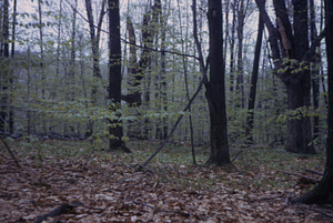 Red oak (Quercus rubra) hedgerow and stone wall in grid cell 1127.