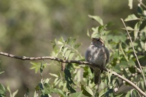 Field sparrow (?) perched on a branch, Wellfleet Bay Wildlife Sanctuary