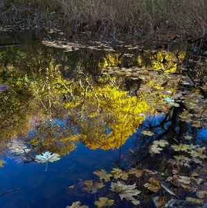 Tress in fall color reflected in the mill pond at the Stony Brook Grist Mill and Museum site
