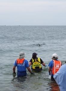 International Fund for Animal Welfare volunteers watch as stranded dolphins swim off away their release into the water