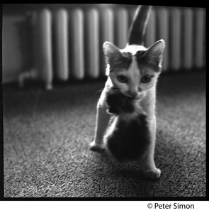 Project cats