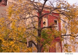 Occupy Baltimore: tree in front of dilapidated buildings