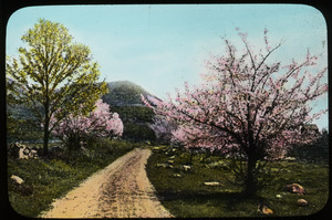 Massachusetts (crabapple trees in bloom along road)