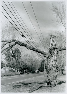 Past rotted tree on Route 9