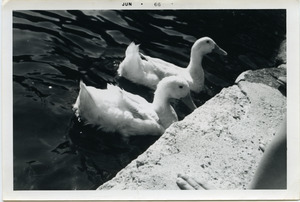 Pet ducks in Mann's Pond on the Massapoag Trail