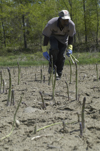 Hibbard Farm: worker gathering asparagus in the field