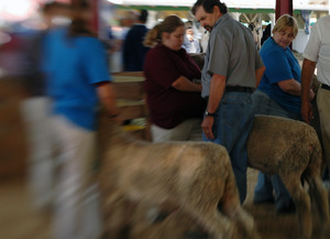 Franklin County Fair: Sheep being shown