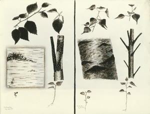 Birch tree specimens by Stephen L. Hamilton