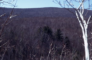 View of the Taconic Range and South Branch of Birch Brook watershed from near the top of the large sugar maple tree at the eastern entrance of Moon Lot.