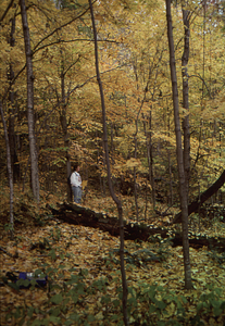 Carol Collier '93 Senior Thesis on Beinecke Stand. 6. Dead and down large sugar maple north of permanent plot 1043.