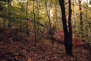 Red maple (Acer rubrum) woodlands in northeast corner of Moon Lot - Primmer Farm.