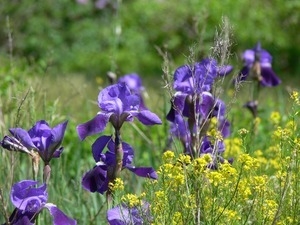 Purple pencil iris and goldenrod blooming in a field, Wellfleet Bay Wildlife Sanctuary