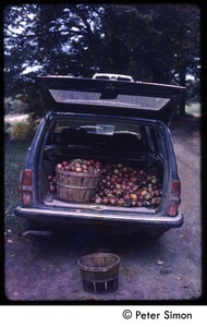Volvo wagon full of harvested apples, Tree Frog Farm commune