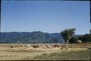 Cattle graze on the Netarhat Plateau