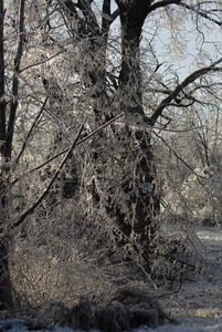 Ice-covered and damaged trees