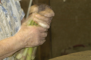 Hibbard Farm: close-up of a woman's hands while bunching asparagus