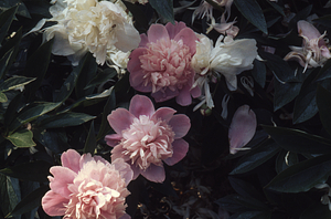 Peony in Buxton Garden